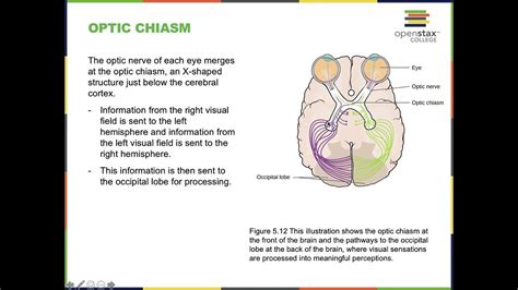 psychology quiz chapter 5|openstax psychology chapter 5 quizlet.